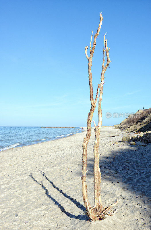 阿伦斯修海滩(德国梅克伦堡- vorpommern)的吃水木材